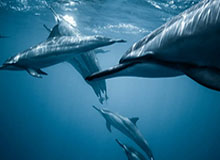 乐鱼：把海的鲜活带回家，开启健康美味的日常